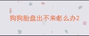 狗狗胎盘出不来怎么办