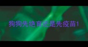 狗狗先绝育还是先疫苗