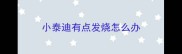 小泰迪有点发烧怎么办
