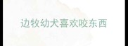 边牧幼犬喜欢咬东西