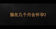 猫在几个月会怀孕