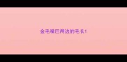 金毛嘴巴两边的毛长