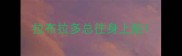 拉布拉多总往身上贴