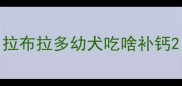 拉布拉多幼犬吃啥补钙