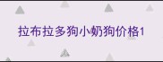 拉布拉多狗小奶狗价格