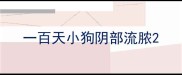一百天小狗阴部流脓