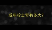 成年哈士奇有多大