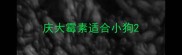 庆大霉素适合小狗