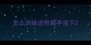 怎么训练边牧握手坐下