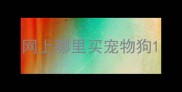 网上哪里买宠物狗