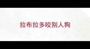 拉布拉多咬别人狗