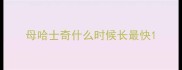 母哈士奇什么时候长最快