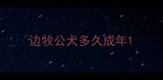 边牧公犬多久成年