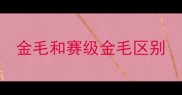 金毛和赛级金毛区别
