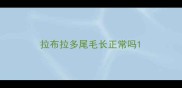 拉布拉多尾毛长正常吗