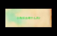 小狗尿血喂什么药