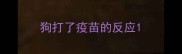 狗打了疫苗的反应