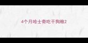 4个月哈士奇吃干狗粮