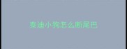 泰迪小狗怎么断尾巴