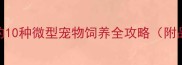 最全指南适合新手的10种微型宠物饲养全攻略附品种对比与养护要点