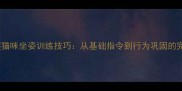 快速掌握猫咪坐姿训练技巧从基础指令到行为巩固的完整指南