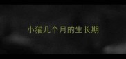 小猫几个月的生长期