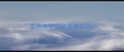 宠物美容师经常被咬吗