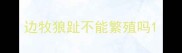 边牧狼趾不能繁殖吗