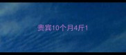 贵宾10个月4斤